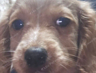 puppy