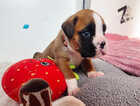 Puppy