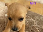 puppy