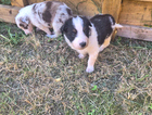 puppy