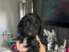 Puppy