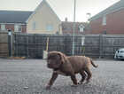 Puppy