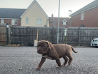 puppy