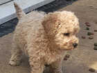 Puppy