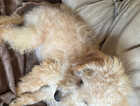 Puppy