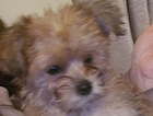 puppy
