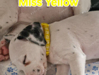 miss yellow
