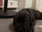 Puppy