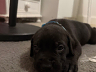 puppy