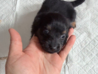 puppy