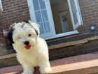 Puppy