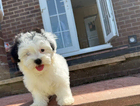 puppy