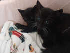 Kitten