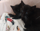 kitten