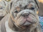 puppy