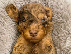 gus
