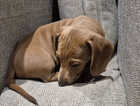 Puppy