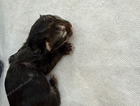 kitten