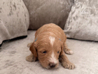 puppy