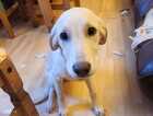 Puppy