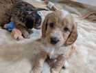 Puppy