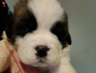 puppy