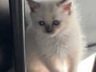 Kitten
