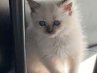 kitten
