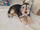 Puppy