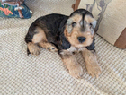 puppy