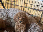 Puppy