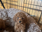 puppy