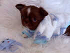 Puppy