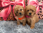 puppy