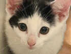 Kitten