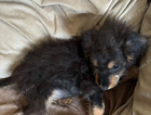 puppy
