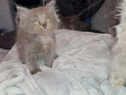 kitten