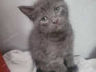 Kitten