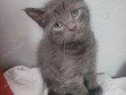 kitten