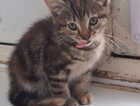 Kitten