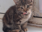 kitten