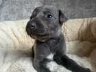 Puppy