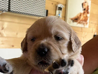puppy