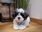 Puppy