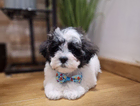 puppy