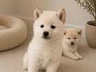 Puppy