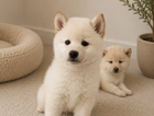 puppy