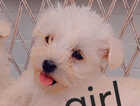 Puppy