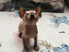 kitten