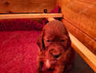 Puppy